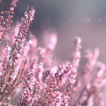Feng Shui for Curious Beginners